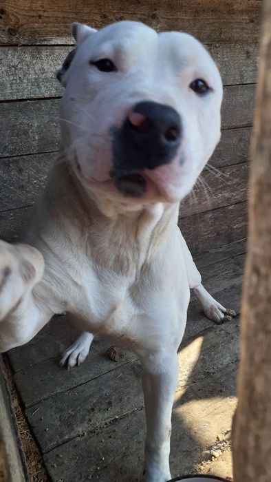 Вязка пітбуля