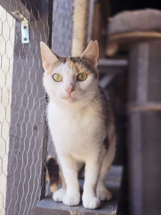 Podaruj dom Fancie przed zimą!