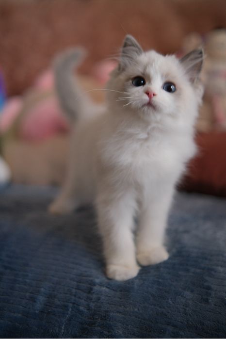 Kotka Ragdoll oryginalny rodowód