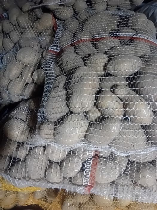 Ziemniaki jadalne Tajfun