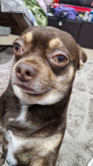 Чихуахуа   вязка