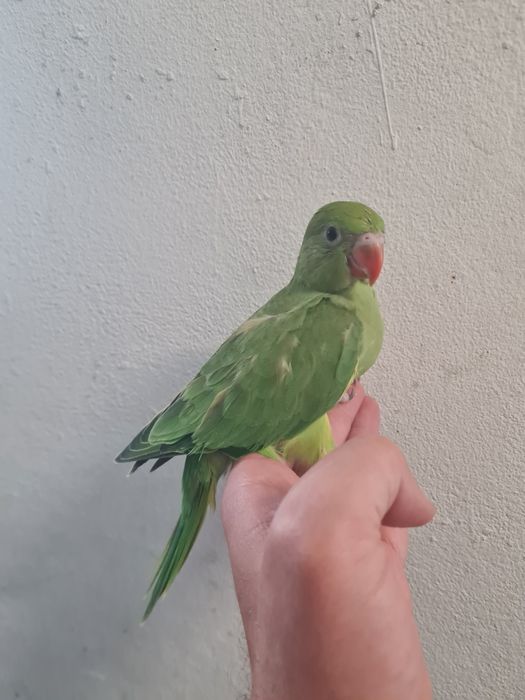 Ring neck verde bebe