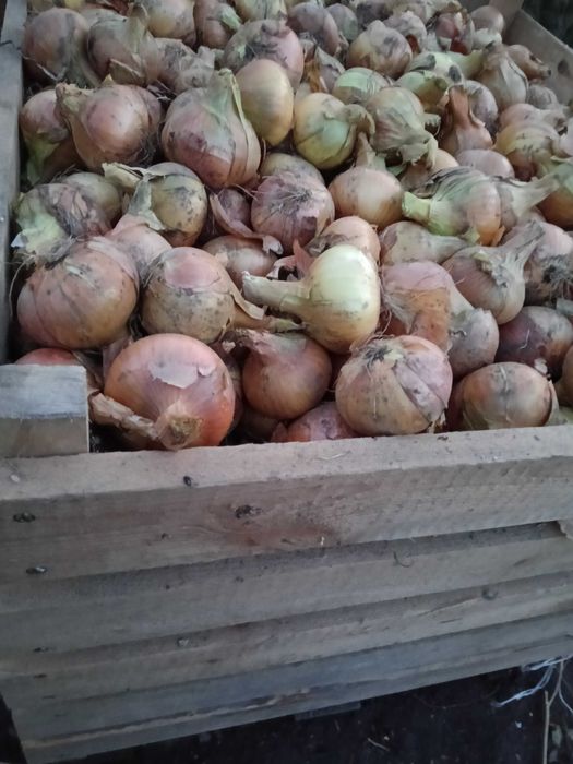 Sprzedam cebulę