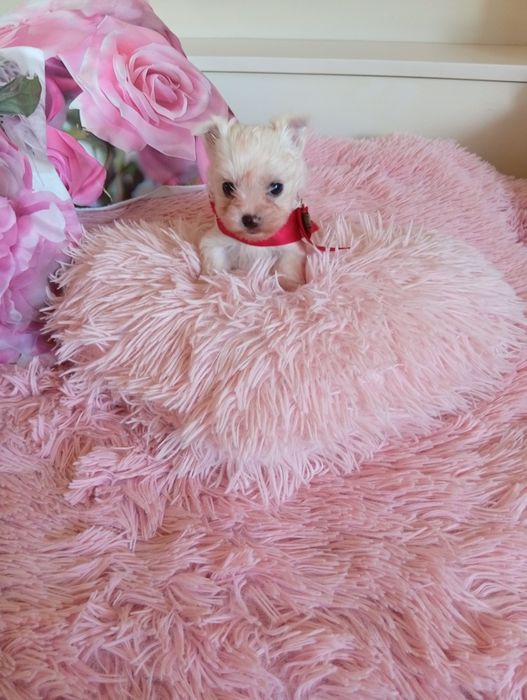 Mini suczka Golddust Yorkshire terrier, nie biewer.