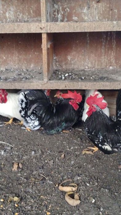 Młode piękne kury chabo