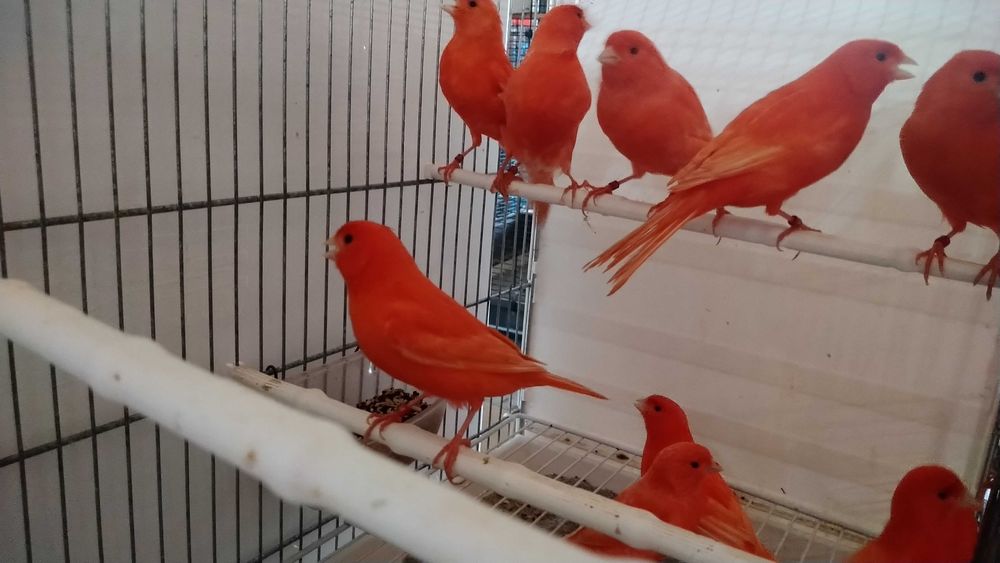 Kanarek kanaki czerwone 2025i 2024