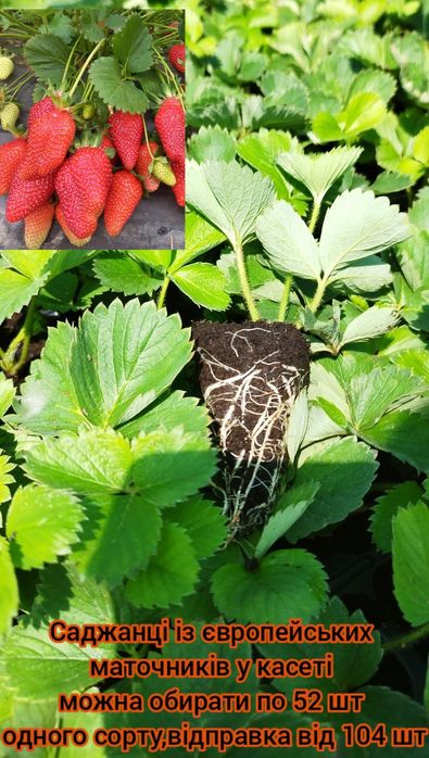 Саджанці у касеті великоплідної полуниці