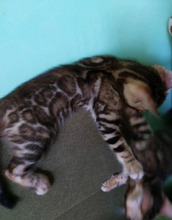 Бенгал. Хлопчик. Клубний. Розетка на золоті!