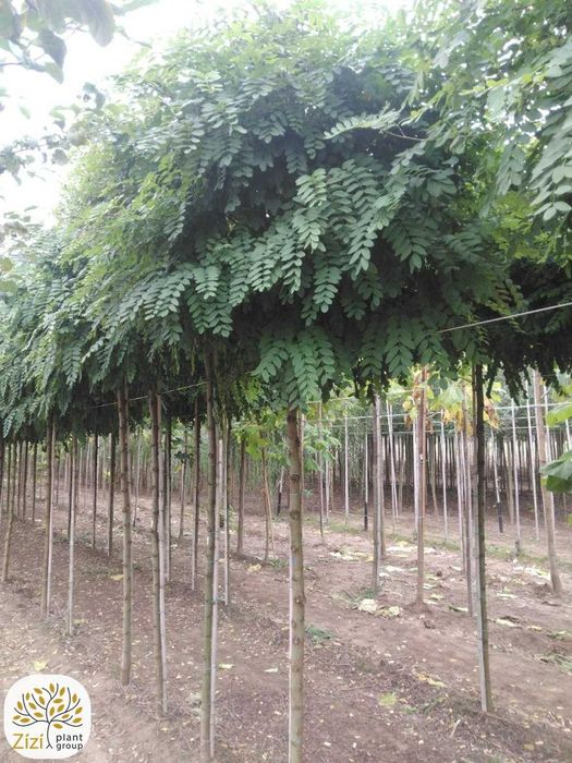 robinia akacjowa Umbraculifera, Twist Baby, Frisia, 8-16cm, na pniu