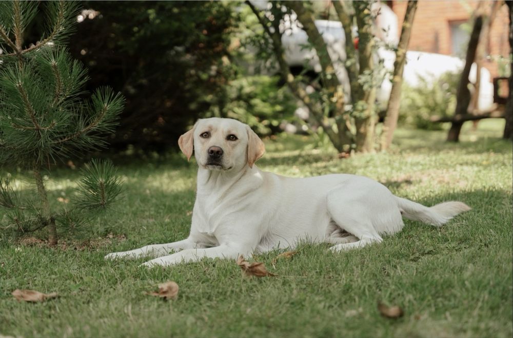 Reproduktor labrador