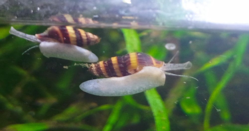 Продам равлик Хелена