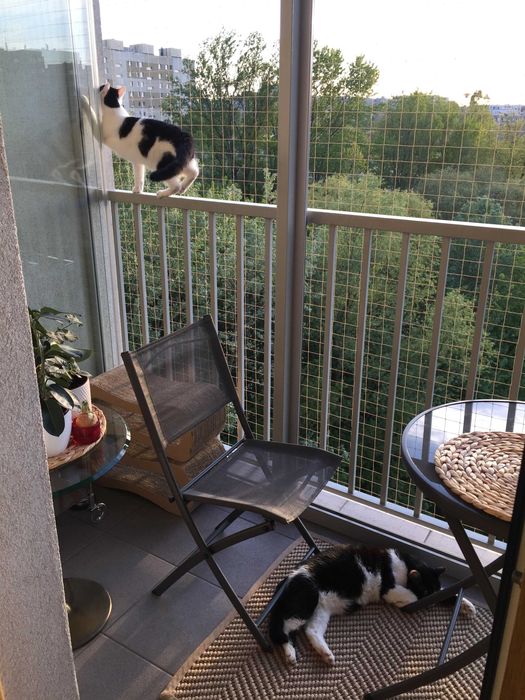 Siatki Balkonowe -20% Wolne terminy - dla kotów, przeciwko ptakom