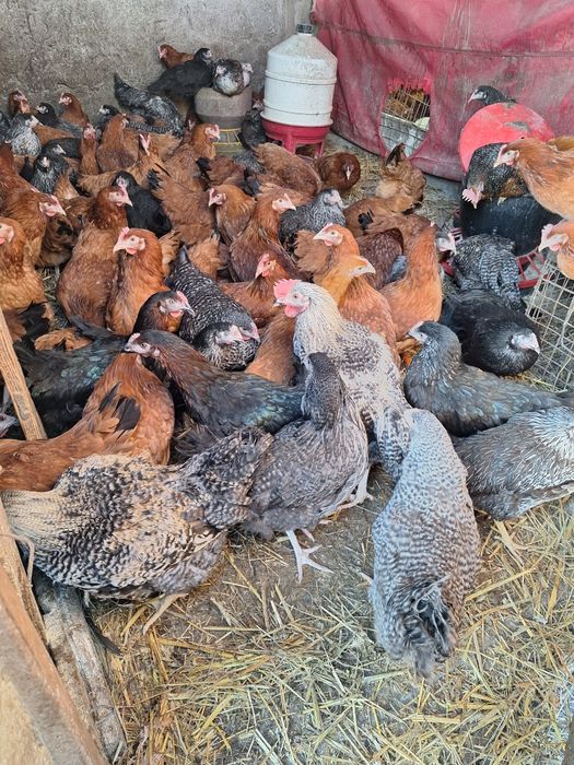 Kury nioski  18 tygodni