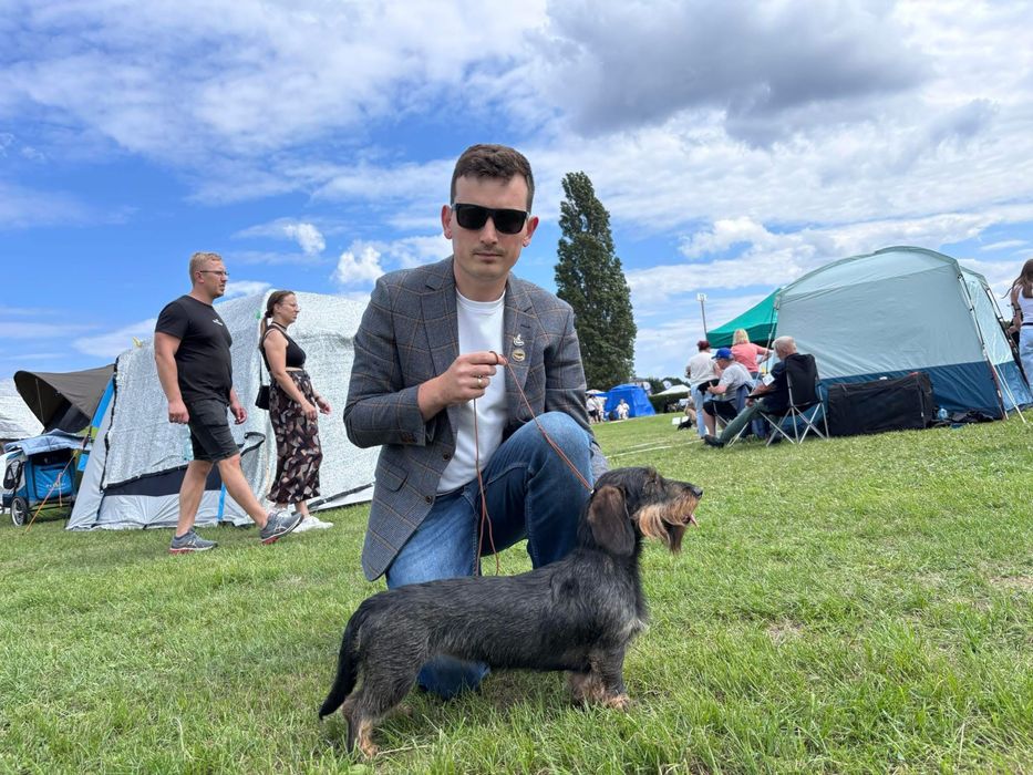 Jamnik szorstkowlosy standardowy FCI