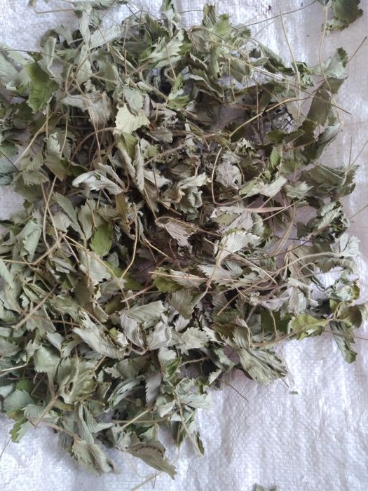 Золота рогоза гвоздика польова список