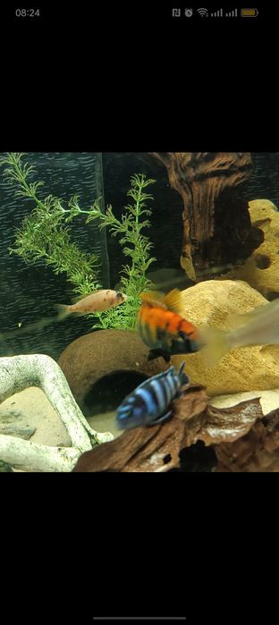 Macho juvenis Pundamilia nyererei ciclideos