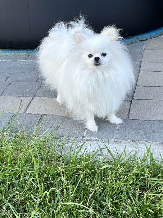 Pomeranian szczeniak