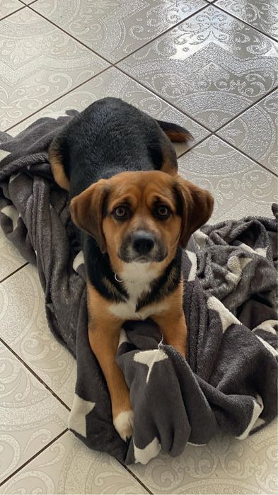 Oddam pieska- Beagle