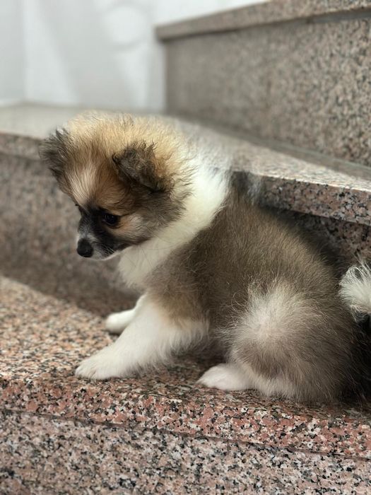 Spitz alemão macho