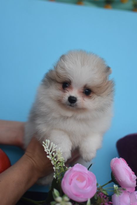 Бубочка хлопчик