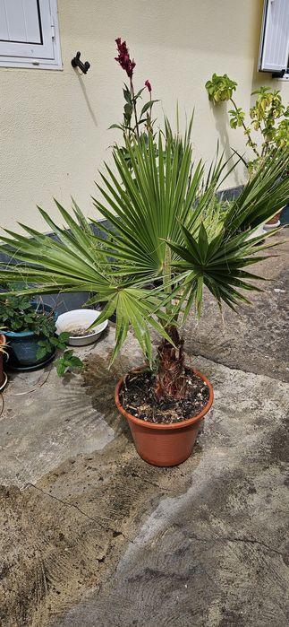 Palmeira criada ao ar livre