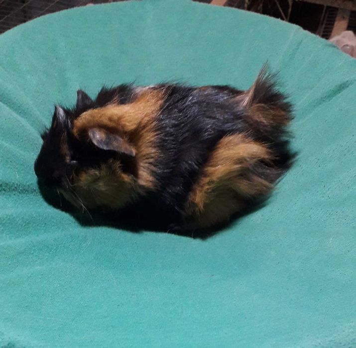 Морські свинки,  розетки