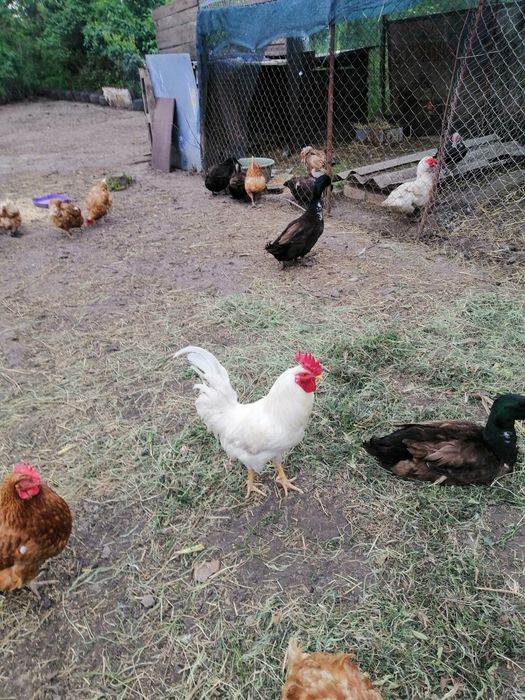 Продам петушков белых