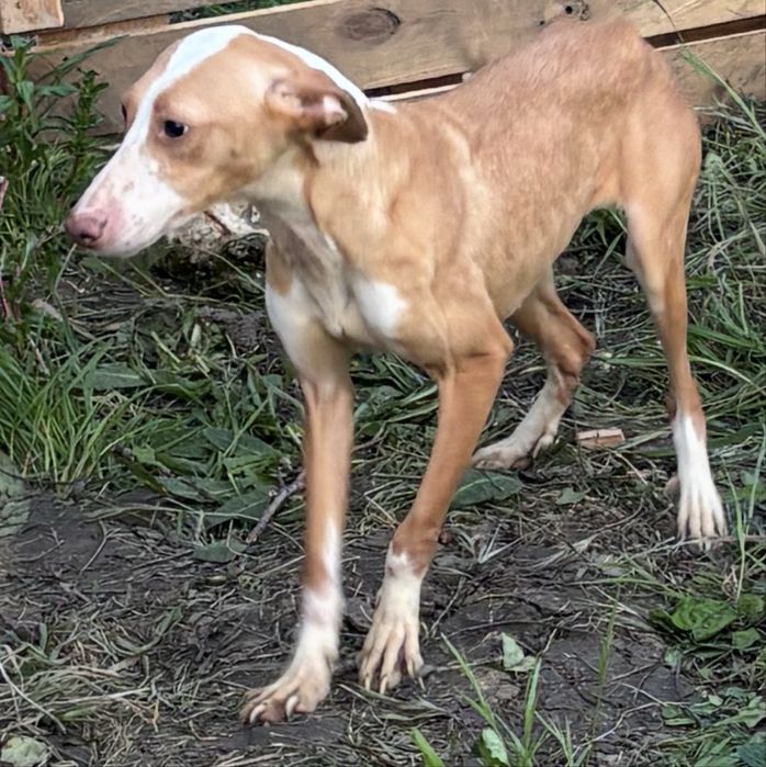 Podenga media para adoçao