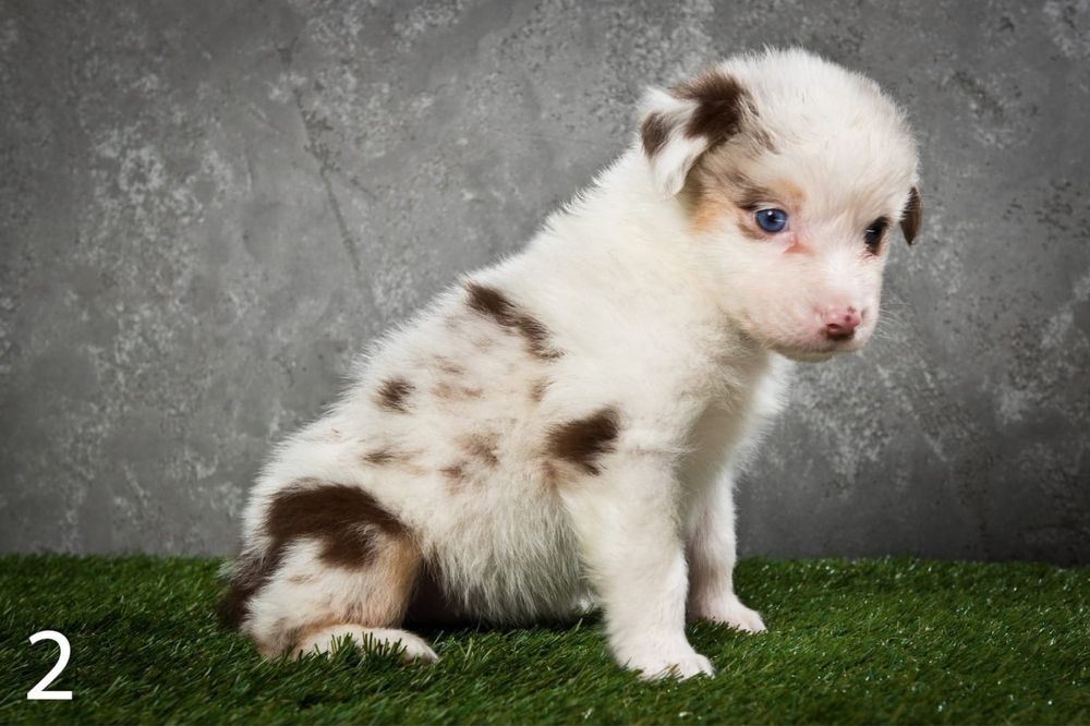 Owczarek australijski - suczka Red Tri