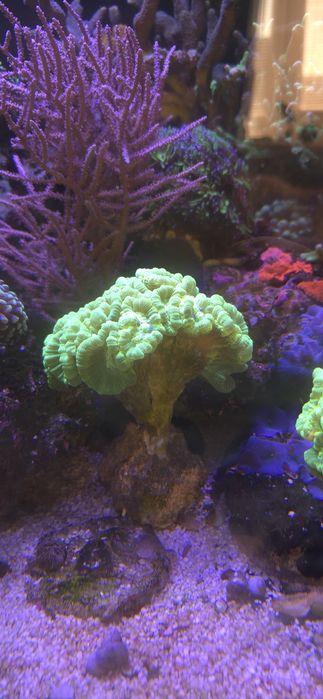 Sprzedam calaustra green fluo
