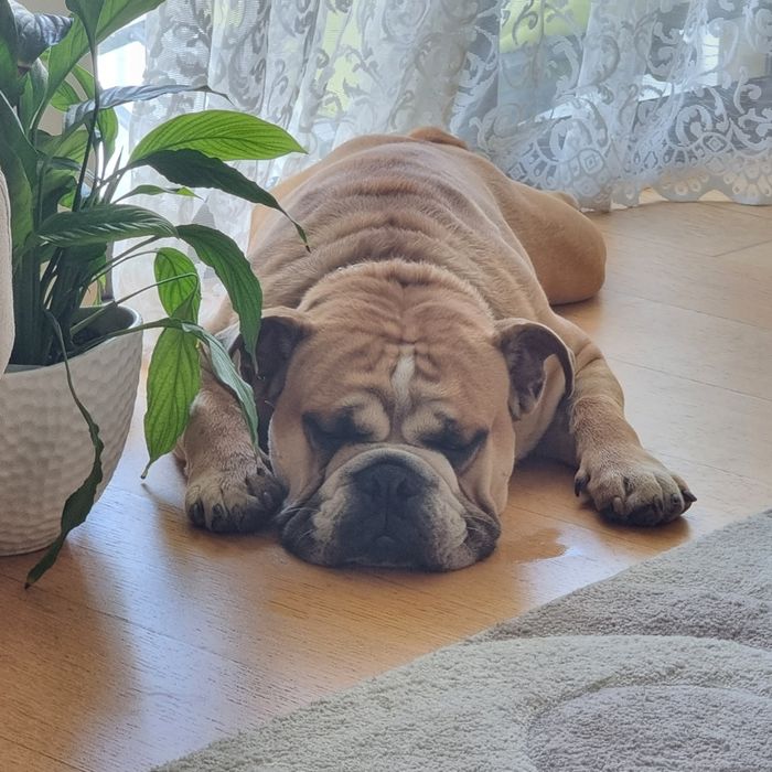 Bulldog inglês para montas