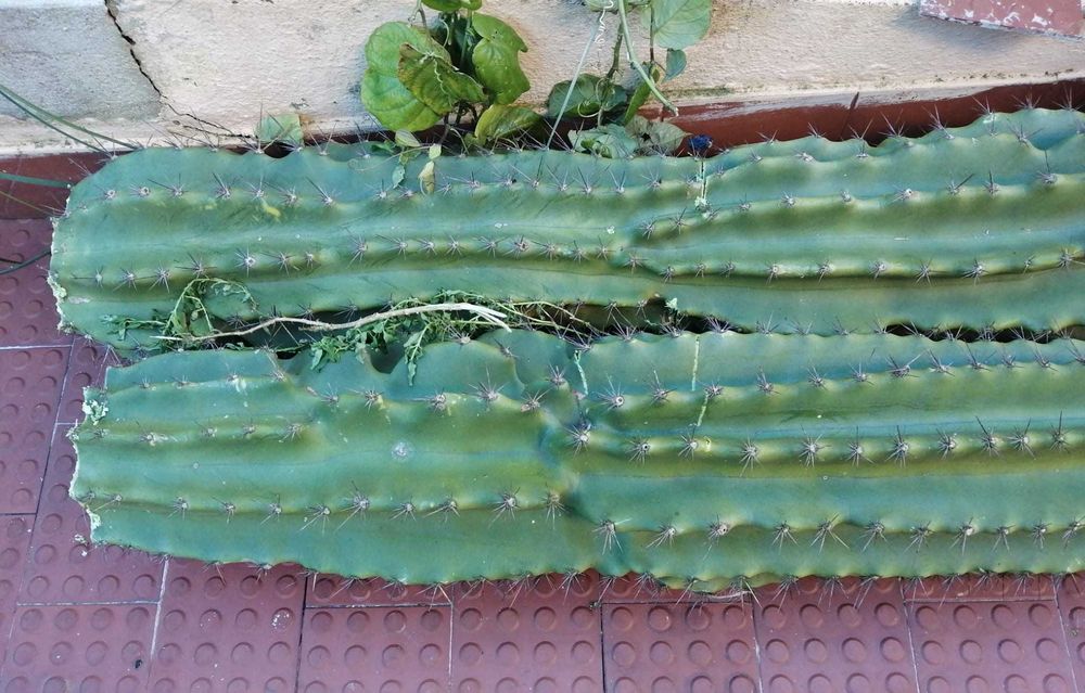 Cato Cereus Mandacaru e OUTROS