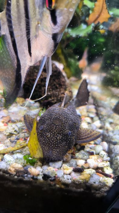 Peixe Ancistrus Fêmea tamanho M/L