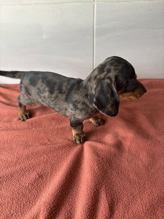 Teckel femea miniatura pelo curto