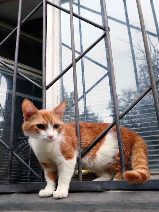 Кошечка ,котенок в заботливые руки