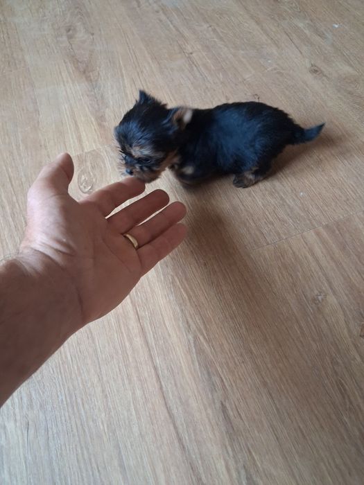Yorkshire ( miniatura) macho