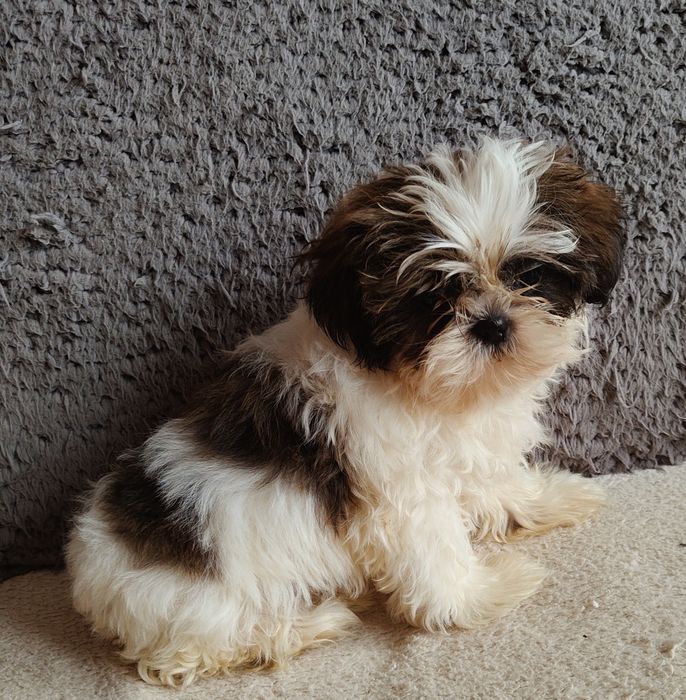 Suczka shih tzu rodowód