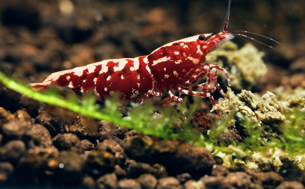 Caridina Galaxy fishbone juvenis