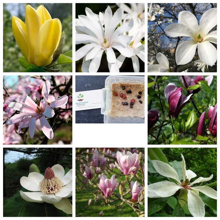 Магнолія насіння (10 шт) 12 видів магнолия семена є Безкоштовна достав