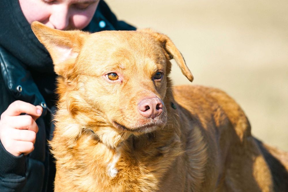 Lenox - śliczny pies w typie labrador
