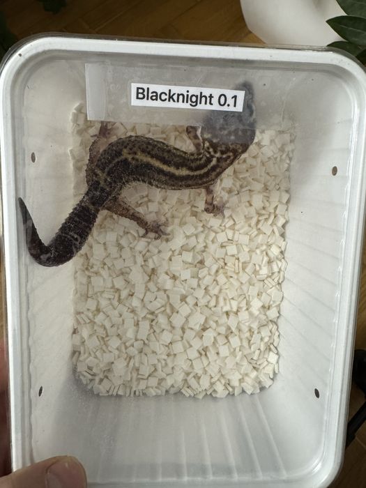 Gekon lamparci blacknight samica