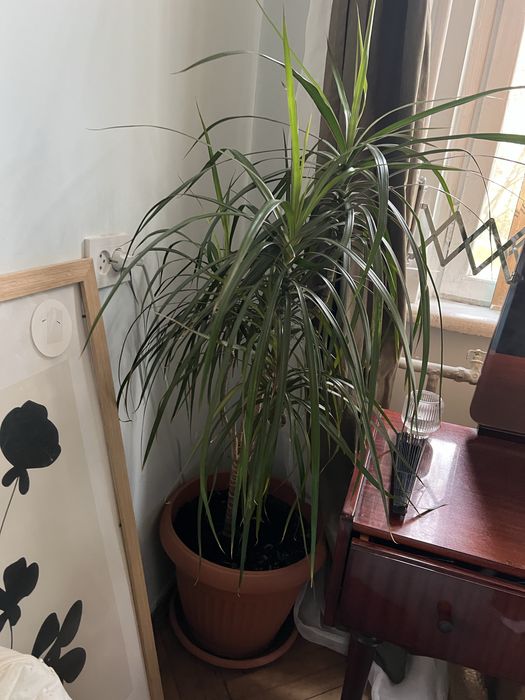 Пальма кімнатна Драцена 1.40см