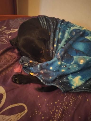 Cao para doar urgente