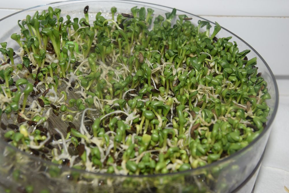 Łopian większy nasiona 2025