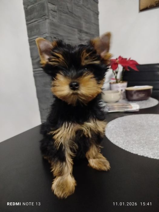 Yorkshire Terrier FCI ZKwP Piesek po Czampionach Gotowy do Odbioru