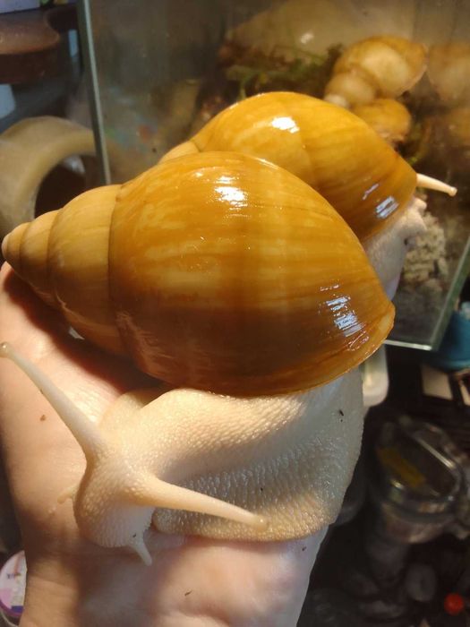 Archachatina marginata (ssp) Ukrainian White Gold