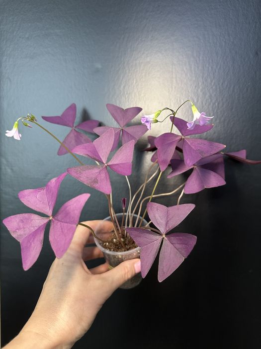 Оксаліс  Corymbosa, Пеперомія: Кавун, Грін бабл, Есхінантус