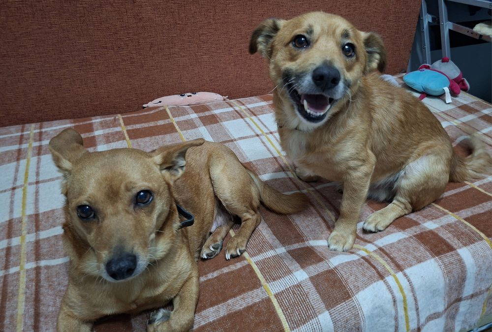 Pilnie szukają domków