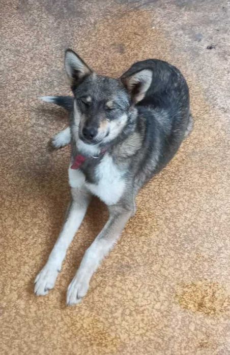 Чудова собачка, собака шукає родину