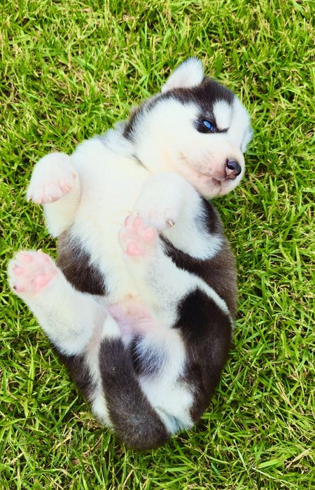 Niebieskooki szczeniak Siberian Husky międzynarodowy rodowod FCI ZKwP